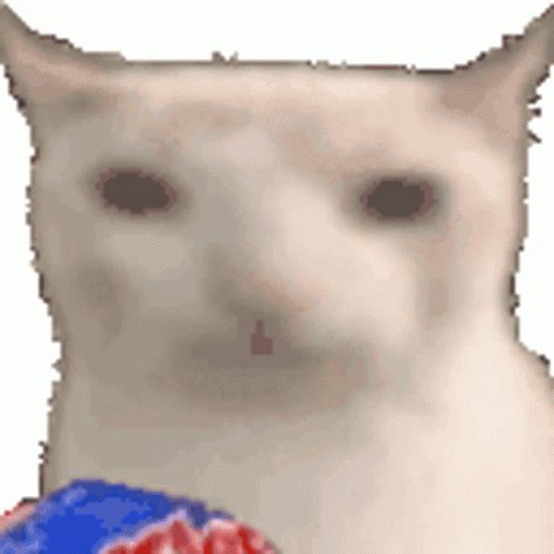 Reaction GIF (still frame): a white cat with a deadpan, unimpressed face.