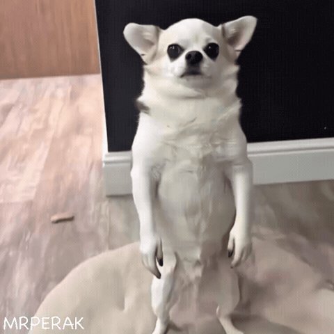 Reaction GIF (still frame): a chihuahua standing upright on its hind legs, staring.
